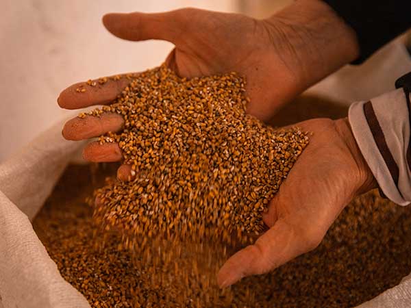 grani-bianchi Vendita-all-ingrosso-di-farina-intera-per-pane